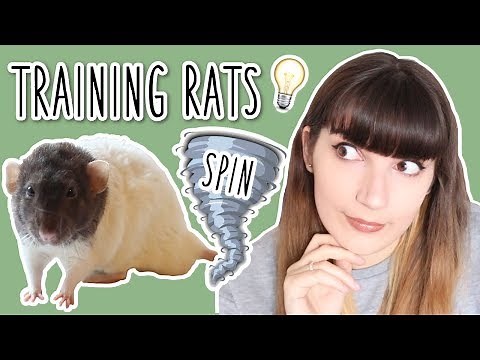 How to teach your Rat to Spin | CLICKER TRAINING 💡