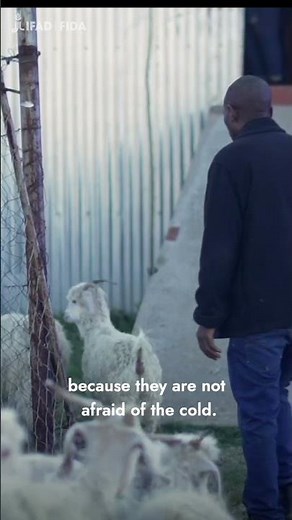 How to shear a goat #mohair #lesotho #goat