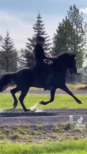 These Icelandic Horses Run Like Humans! 🐎😲#shorts #icelandichorse #horseriding