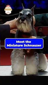 Meet the Miniature Schnauzer