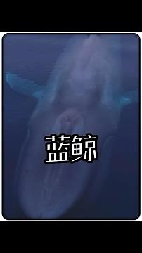 The blue whale, the largest living animal, can reach lengths of up to 33 meters! #BlueWhale #Anim...
