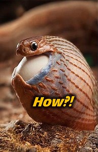 180K views · 1.3K reactions | How do snakes swallow animals twice their size?  Their jawbones are not fused, and they use stretchy ligaments and backward teeth to slowly pull prey down their throat. Nature’s ultimate swallowing machine! It took ONE MONTH for me to make this video... Please share/like/subscribe. 珞 #SnakeFacts #JawStructure #AnimalAnatomy | Animal Doozy | Facebook