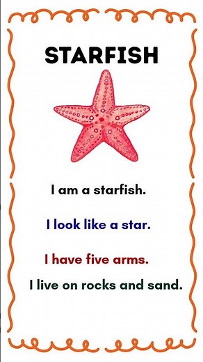 All About Starfish ⭐ | Ocean Animals for Kids