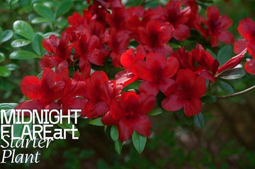 Midnight Flare Azalea Rhododendron - Live Rooted Starter Plant - Deep Red Deciduous Flowering Shrub - Etsy