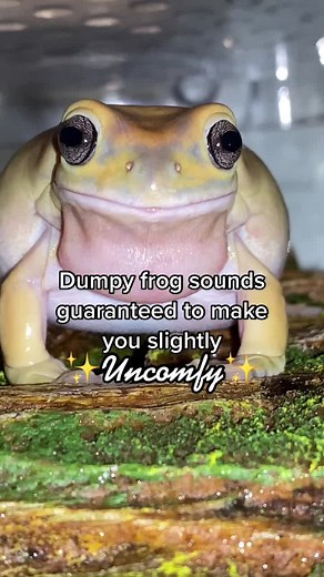 Frog on TikTok