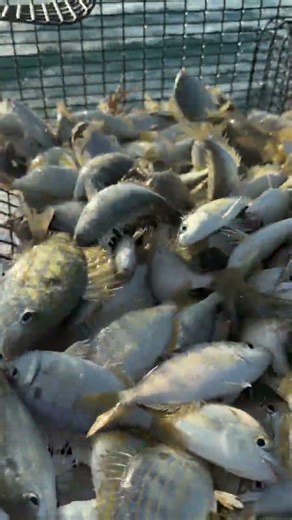 Pinfish: the ultimate baitfish rockstar of the Gulf! These little troublemakers have spiky dorsal