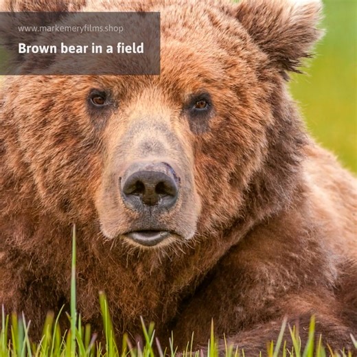 Brown bear in a field https://www.markemeryfilms.shop/warehouse-open-edition-prints/art_print_products/mary-emery-halo-bay-bear-20x14-5883-8pz7iw2zb8k | Mark Emery films