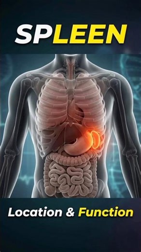 Spleen in 20 Sec | Function and Location Easy #shorts