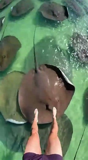 Waterslide into pool full of giant rayfish #funny #memes
