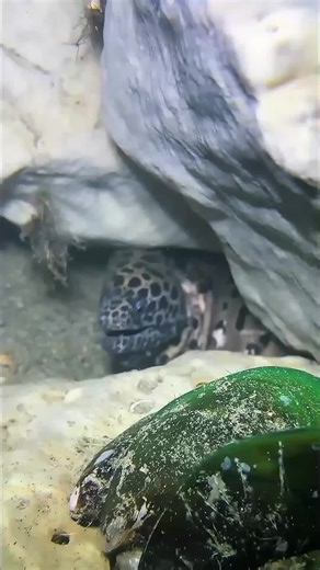 Exploring Deep Sea Fishing Wonders