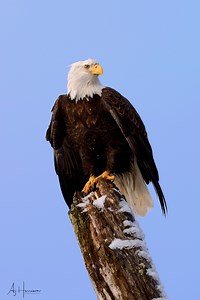 BALD EAGLE PHOTOGRAPHY - 5 TIPS FOR CAMERA SETTINGS - AJ HARRISON PHOTOGRAPHY WORKSHOPS & TOURS