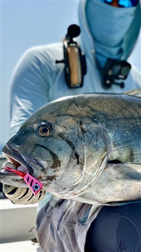 Fly fishing for Giant Trevally GT