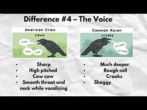 Crow vs Raven: The Voice Difference 🐦 | TOP 5 differences #4