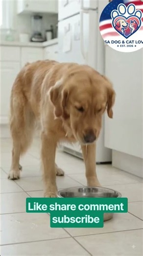 Dog Vomiting: When to Worry 🐶🚨 | Warning Signs Every Owner Should Know