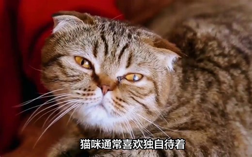 猫咪这些行为你知道几个，养缅因找它@天津招财缅因猫舍