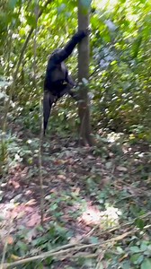 5.6K views · 14 reactions | Chimpanzee trekking in Nyungwe Forest National park is specifically one of the most popular activity. #wildlife #wildanimals #animals #animallover #Amazing #ad #adsonreels | Reel Content | Facebook