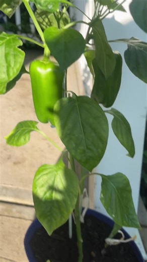 Quick garden check-in 🌿 My pepper plants are thriving,but I’m still trying to figure out what to do about this root end rot situation 😩 Any tips from the garden pros? Drop ‘em below! 🫑 #gardentok #pepperplants #rootendrot #HerBodyBalance #growwithme