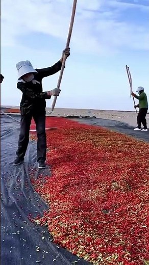 The process of drying goji berries #Harvest season #My rural life #Agriculture, rural area #75110