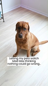 Pearl Takes a Ride | Ruby the Labrador
