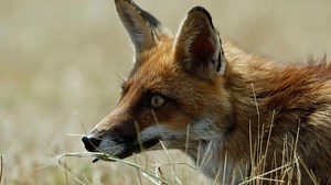 Tales of Nature S01:E01 - The Secret Life of the Bocage (Bourgogne)
