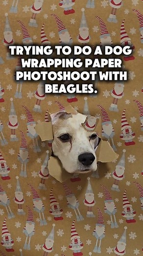 Christmas Photo Fail: Beagles Don't Do Patience! 🐾#Beagle #ExpectationVsReality #DogReels #ReelFail #ChristmasDogs #BeagleLife #FunnyDogs #WrappingPaper #DogLife #BeagleProblems #ChristmasPhotoShoot #HolidayFun #CuteDogs #DogFail | Charlie the beagle and Laura Olivia