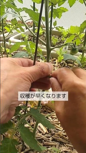 5/10【ミニトマト】支柱取付け こうして支柱を取付けすれば 成長が良くなって収穫が早くなります
