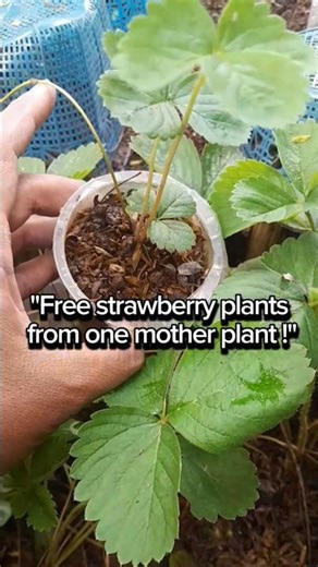 How To Grow New Strawberry Plants From Runners (Beginner Friendly)#gardening
