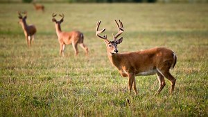 You Need to Know Deer Hunting Tips and Tricks