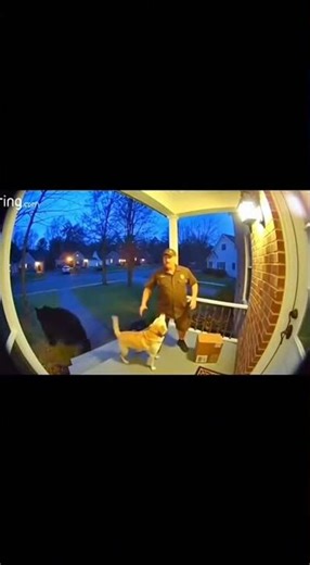 UPS Driver Rescuing Dog From Bear