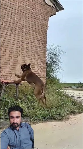 baby dog jumping ❣️😍❤️
