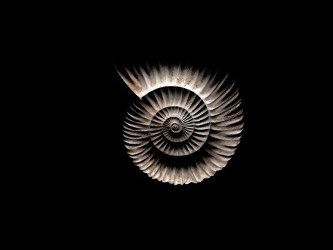 🐚 Spiral Shell Loop | Minimal Rotating Form on Black