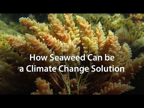How Seaweed Can be a Climate Change Solution