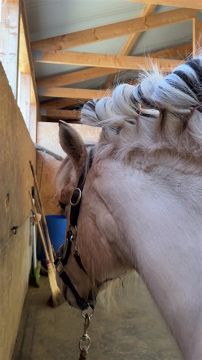 Understanding Fjord Horses and their Manes