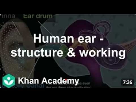 Human ear structure & working Sound Class 9 Physics Khan Academy Khan Academy India Englis