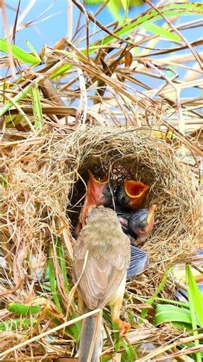 Mother Bird Feed Beautiful Baby In Nest 10001 #birds #birdfeeding #nature