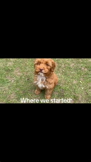 Where it started vs where we are now 😍🐶 #cockapoodogs #dogs #pets