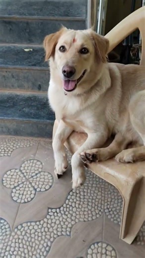 ఏం మాట్లాడుతున్నావ్ 🫣🐕🤣 #fannydog #jokes #funny #reelscomedy #labrador