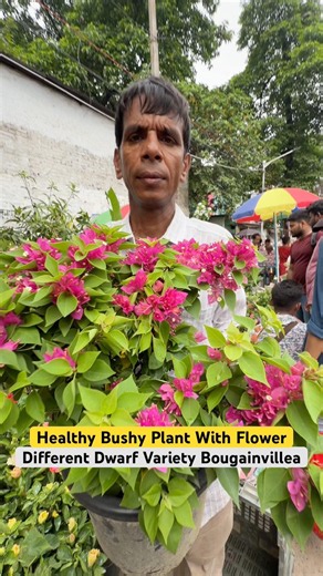 Flower-Filled Bougainvillea 🌸 Stunning Bushy Beauty at Galiffstreet!