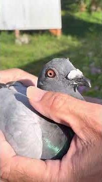 期待のレース鳩 及川シャンテリー 花尻モスキート