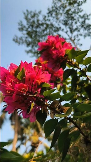 Bougainvillea Lovers ❤️ | 9 Stunning Flower Colours Every Gardener Wants