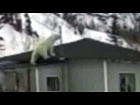 'It was amazing’: Polar bear climbs onto roof of Newfoundland home