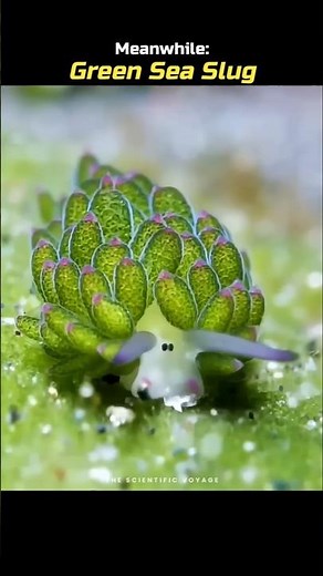 Animals that can do photosynthesis!