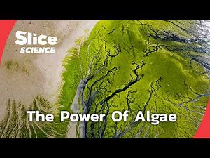 Algae: The Super Substance That Could Change The Future | SLICE SCIENCE | FULL DOC