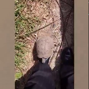 Here's me commentary on that angry turtle you guys love 🎙🔊 | Ozzy Man Reviews