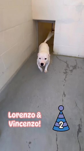 👏👏👏👏👏 LORENZO & VINCENZO WERE BOTH ADOPTED!!!!!! 👏👏👏👏👏👏 | Friends of Milford CT Animal Control