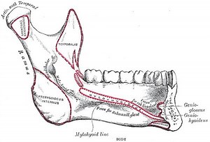 Mylohyoid line - Alchetron, The Free Social Encyclopedia