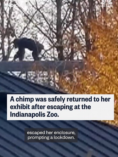The #Indianapolis Zoo was briefly locked down when a #chimpanzee escaped her enclosure. NBC News' @jessekirschtv reports that the chimp was safely returned to her exhibit.
