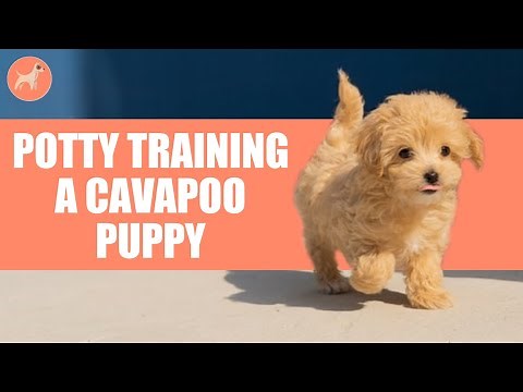 How to Potty Train a Cavapoo Puppy?