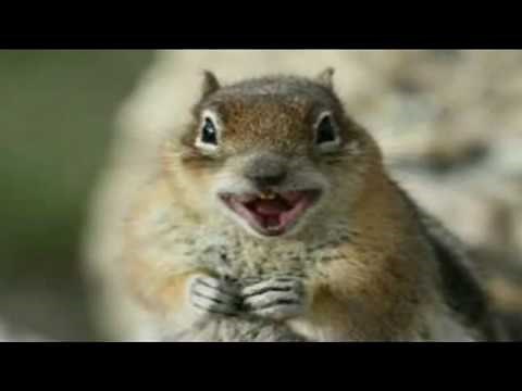 Mississippi Squirrel Church Revival