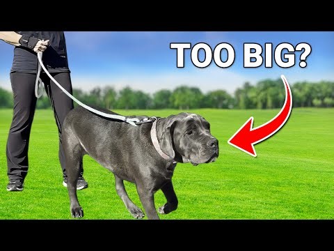 How I Walk Big Dogs without Getting Pulled Around